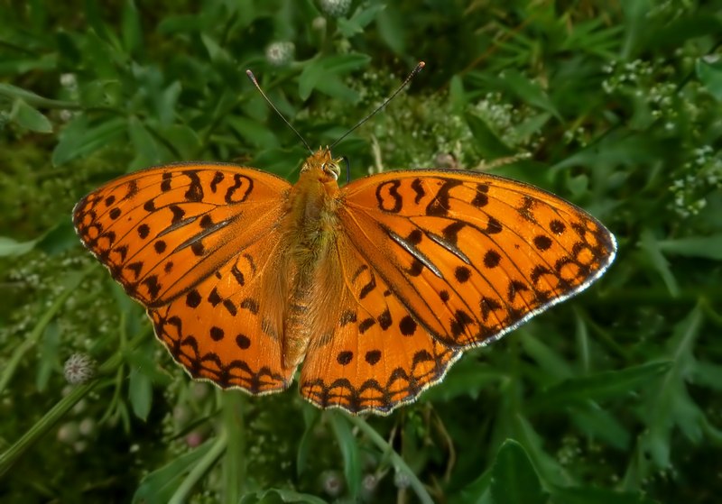 Farfalla da ID: Boloria sp.?